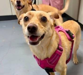 Chihuahua Dogs Available for Adoption in Winter Haven, Florida - Bella | PetCurious