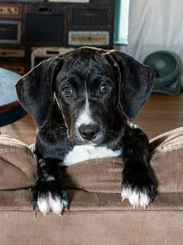Ally -  Bloodhound Dog for Adoption in Hilham, Tennessee - Ally | PetCurious