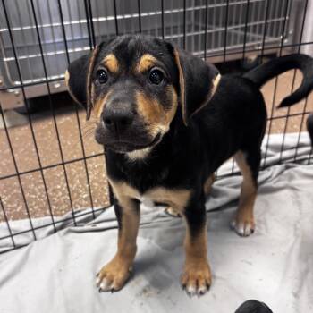 Oakley -  American Foxhound and Mixed Breed Dog for Adoption in Belleville, Illinois - Oakley | PetCurious