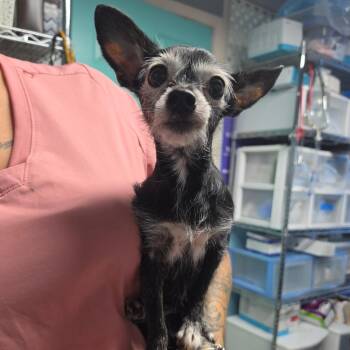 Babygirl -  Chihuahua Dog for Adoption in Jefferson City, Tennessee - Babygirl | PetCurious