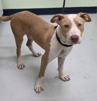 Red -  Mixed Breed Dog for Adoption in Savannah, Georgia - Red | PetCurious