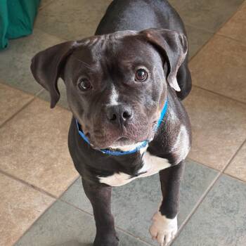 Rudy -  Mixed Breed Dog for Adoption in Chattanooga, Tennessee - Rudy | PetCurious