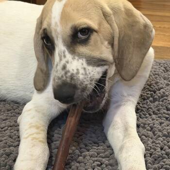 GRETA -  Hound and Mixed Breed Dog for Adoption in Seale, Alabama - GRETA | PetCurious