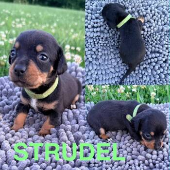 Strudel -  Dachshund Dog for Adoption in Spring Hill, Tennessee - Strudel | PetCurious
