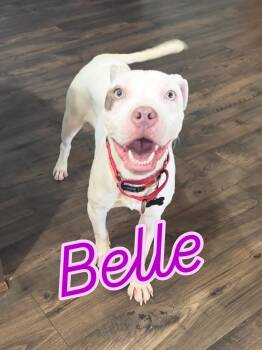 Belle -  Boxer Dog for Adoption in Douglas, Massachusetts - Belle | PetCurious