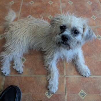 Sammy -  Cairn Terrier Dog for Adoption in Williston, Vermont - Sammy | PetCurious