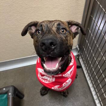 Rescue Mixed Breed Dogs for Adoption in Birmingham, Alabama - Lil Guy | PetCurious