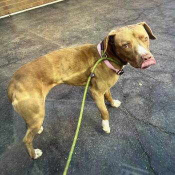 Terrier and Mixed Breed Dogs Available for Adoption in St. Louis, Missouri - Lauren Preston | PetCurious