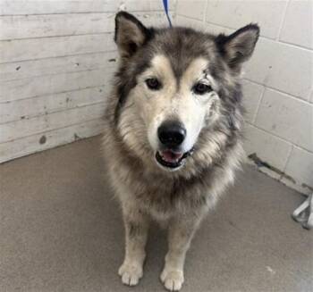 HUNTER -  Siberian Husky Dog for Adoption in San Bernardino, California - HUNTER | PetCurious