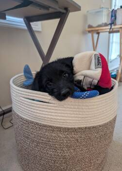 Labrador Retriever and Standard Poodle Dogs Available for Adoption - Milo | PetCurious