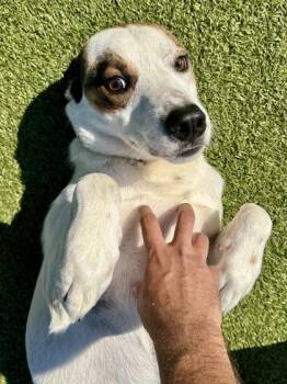Bob -  Mixed Breed Dog for Adoption in Wichita, Kansas - Bob | PetCurious