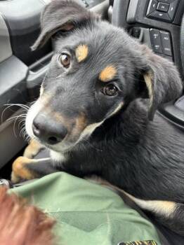 BENJI -  Labrador Retriever and Mixed Breed Dog Available for Adoption in Forney, Texas - BENJI | PetCurious