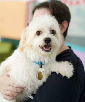 Duncan -  Poodle Dog for Adoption in Pasadena, California - Duncan | PetCurious