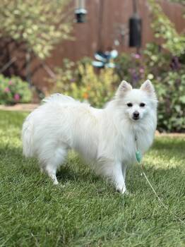 Myia of Bolingbrook -  American Eskimo Dog Dog for Adoption - Myia Of Bolingbrook | PetCurious