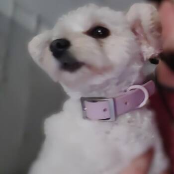 Pomeranian and Poodle Dogs Available for Adoption - Bailey | PetCurious