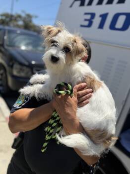 Milo COH -  Terrier Dog for Adoption in Inglewood, California - Milo COH | PetCurious