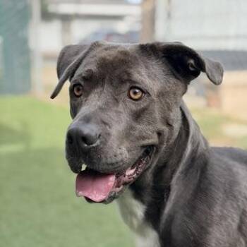 Cane Corso Dogs Available for Adoption - Bug | PetCurious