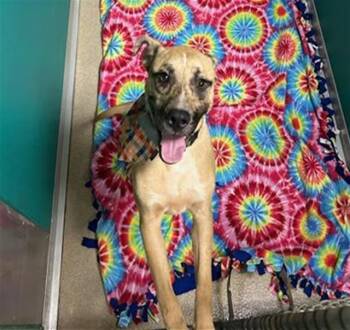 ASHER -  Pit Bull Terrier and Mixed Breed Dog for Adoption in Newton, North Carolina - ASHER | PetCurious