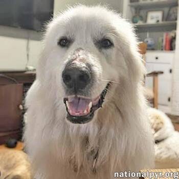 Great Pyrenees Dogs Available for Adoption in Beacon, New York - Shiloh In SC - A Velcro Lap Dog | PetCurious