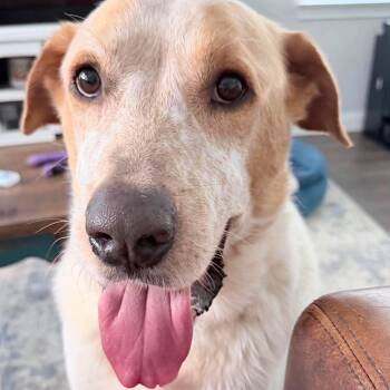 Kevin -  Great Pyrenees and Labrador Retriever Dog for Adoption in Mooresville, North Carolina - Kevin | PetCurious