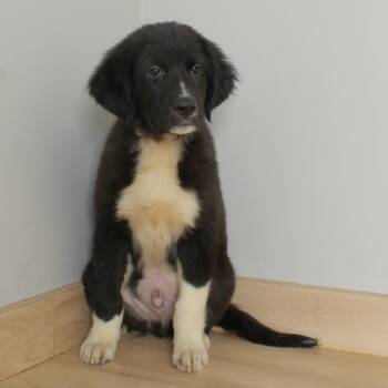 Austin D69705 -  Pit Bull Terrier and Australian Shepherd Dog for Adoption in Minnetonka, Minnesota - Austin D69705 | PetCurious