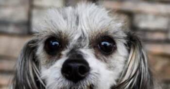 Capri -  Maltese and Shih Tzu Dog for Adoption - Capri | PetCurious