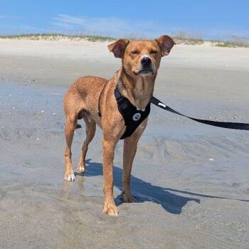 Copper -  Hound and Feist Dog for Adoption in Penns Grove, New Jersey - Copper | PetCurious