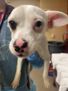 Bluey -  Mixed Breed Dog for Adoption in Wichita, Kansas - Bluey | PetCurious