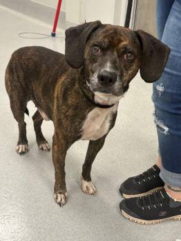 Raisins -  Mixed Breed Dog for Adoption in Chillicothe, Ohio - Raisins | PetCurious