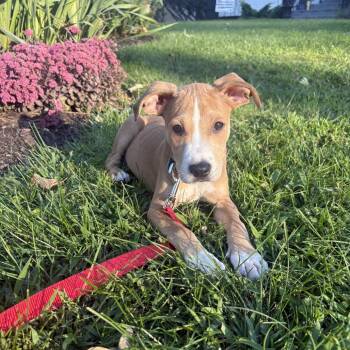 Alec -  Pit Bull Terrier Dog for Adoption in Patchogue, New York - Alec | PetCurious