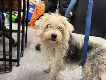 Mixed Breed Dogs Available for Adoption in West Chester, Pennsylvania - Mimi | PetCurious