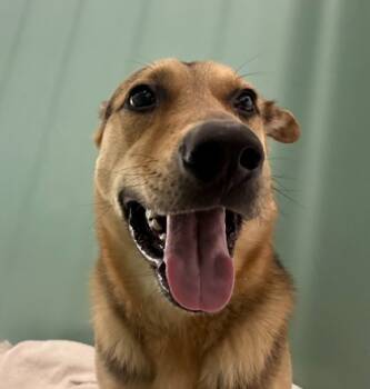 Rescue German Shepherd Dog and Mixed Breed Dogs for Adoption in Cumming, Georgia - Pinecone 1398-25 | PetCurious