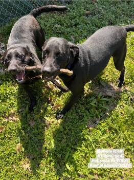 Labrador Retriever Dogs Available for Adoption in Pottsville, Pennsylvania - Parker & Princess | PetCurious