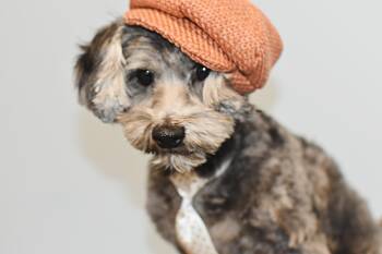 Shih Tzu Dogs Available for Adoption - Harrison | PetCurious