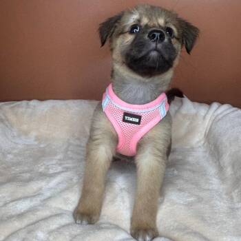 Nomi -  Shepherd Dog for Adoption in San Antonio, Texas - Nomi | PetCurious