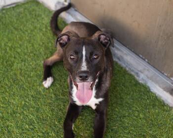 Rescue American Staffordshire Terrier and Greyhound Dogs for Adoption in Mont Belvieu, Texas - Humphrey | PetCurious