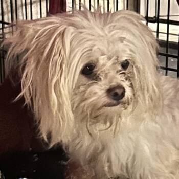 Albus -  Mixed Breed Dog for Adoption in Peculiar, Missouri - Albus | PetCurious