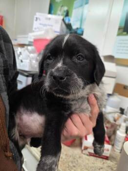 Warlock -  Boxer and Spaniel Dog for Adoption in Gold Beach, Oregon - Warlock | PetCurious