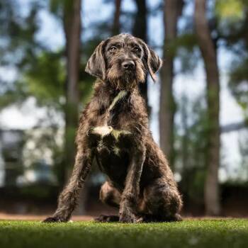 South -  Wirehaired Terrier and Mixed Breed Dog for Adoption in Jupiter, Florida - South | PetCurious