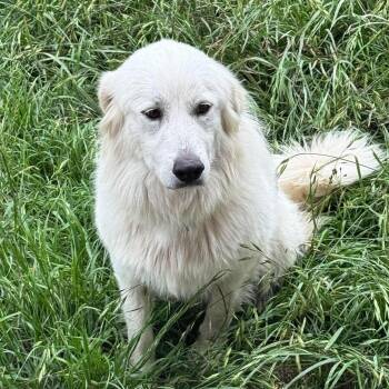 Great Pyrenees Dogs Available for Adoption in Wando, South Carolina - Snow White | PetCurious