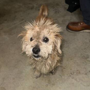 Sunny -  Terrier and Mixed Breed Dog for Adoption in Goleta, California - Sunny | PetCurious