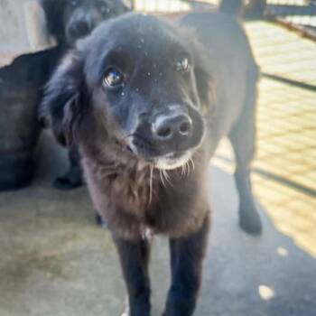 Munsi -  Mixed Breed Dog for Adoption in Groveland, Massachusetts - Munsi | PetCurious