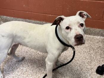 CAPPUCCINO -  Pit Bull Terrier and Mixed Breed Dog for Adoption in Colorado Springs, Colorado - CAPPUCCINO | PetCurious