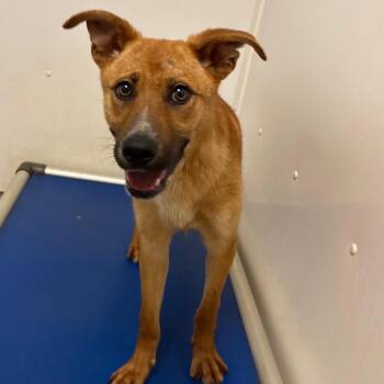 Panera -  Shepherd Dog Available for Adoption in Rocky Mount, Virginia - Panera | PetCurious