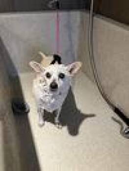 Rescue Chihuahua Dogs for Adoption in Scottsdale, Arizona - Bebe | PetCurious