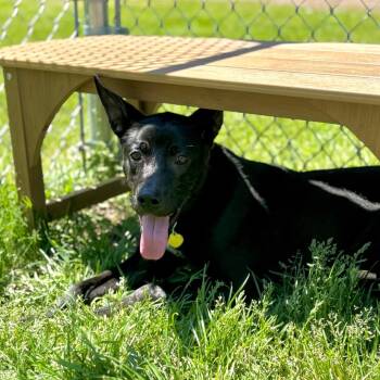 Shepherd and Mixed Breed Dogs Available for Adoption in Metamora, Michigan - Whisper | PetCurious