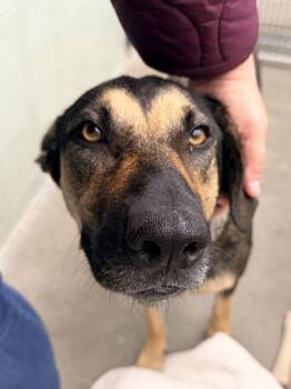 Kali -  German Shepherd Dog Dog for Adoption in Novato, California - Kali | PetCurious