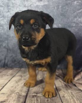 Rescue Rottweiler and German Shepherd Dog Dogs for Adoption - Inferno Pack - Phoenix | PetCurious