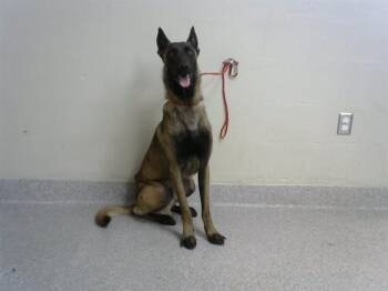 RANGER -  Belgian Shepherd Malinois Dog for Adoption in Pasadena, Texas - RANGER | PetCurious