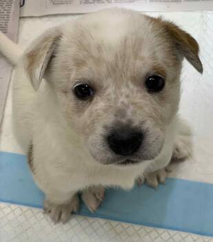 Rescue Australian Cattle Dog Blue Heeler and Beagle Dogs for Adoption in Shelby, North Carolina - Peanut | PetCurious